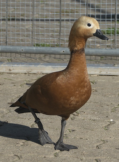 为比